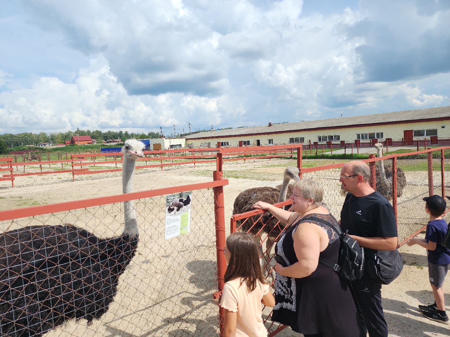 серпухов, подмосковье, русский страус,