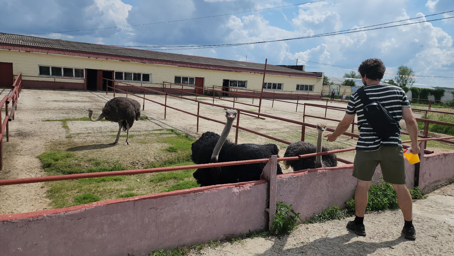 серпухов, подмосковье, русский страус,