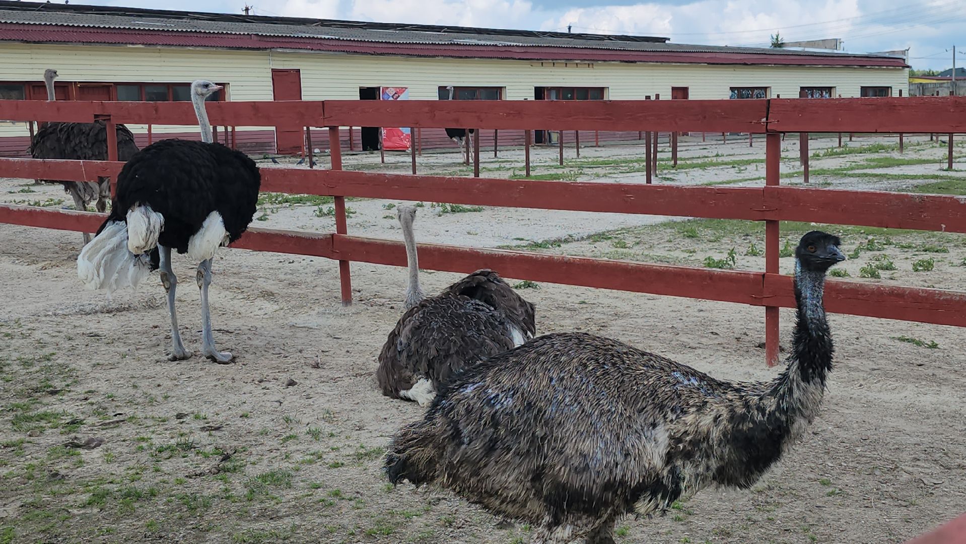 серпухов, подмосковье, русский страус,