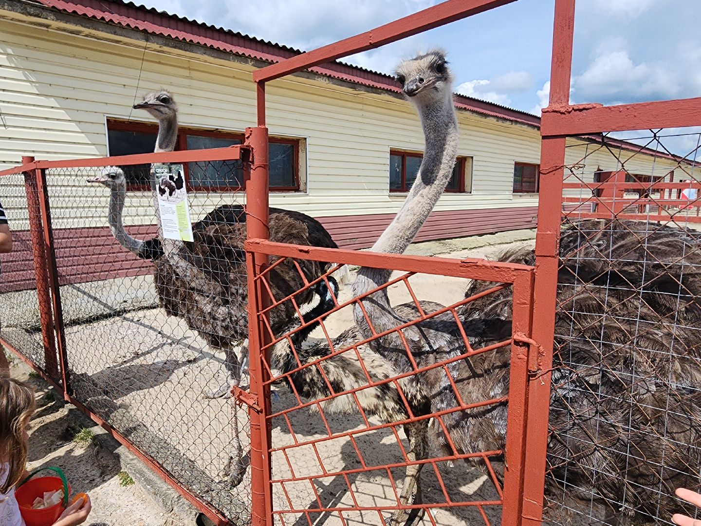 серпухов, подмосковье, русский страус,