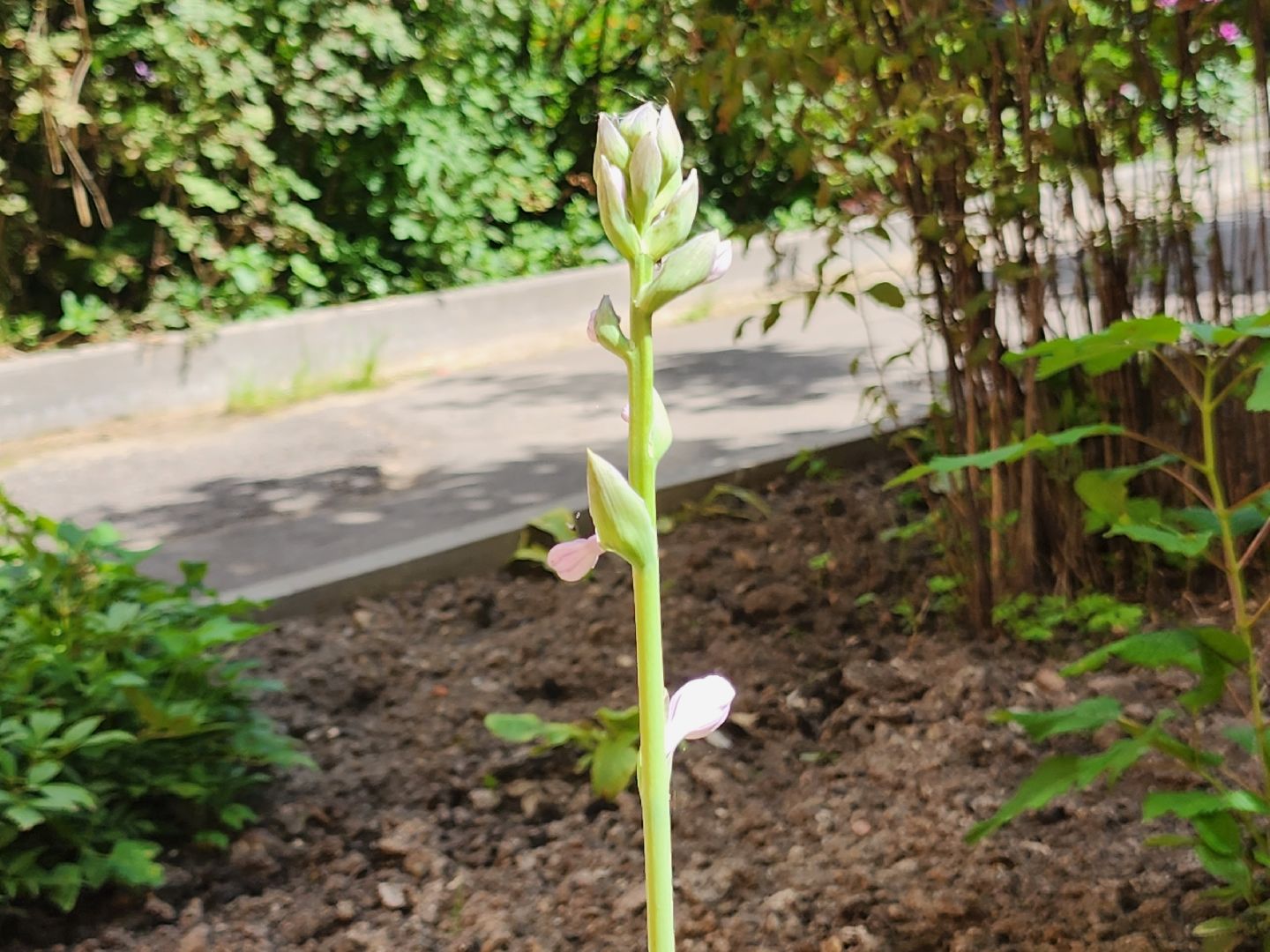 долгопрудный, конкурс по благоустройству, цветник, ландшафтный дизайн, хлебниково,