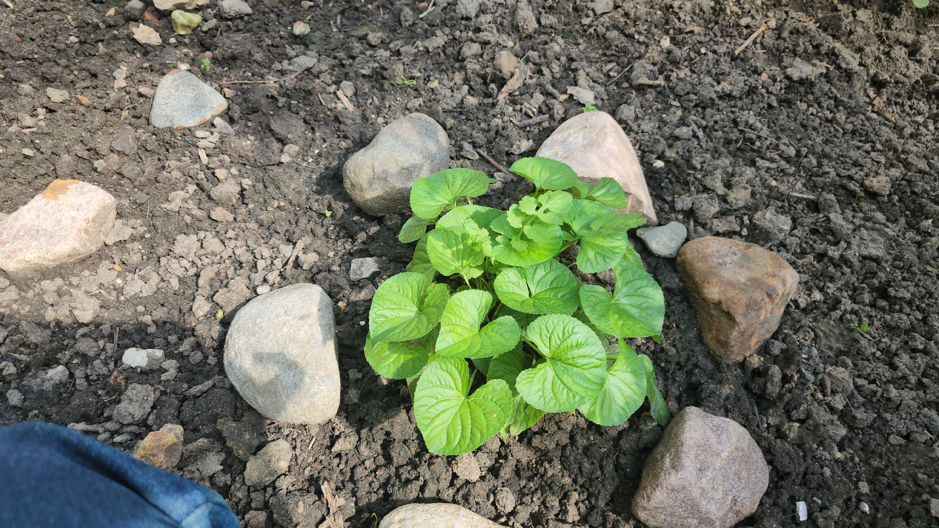 долгопрудный, конкурс по благоустройству, цветник, ландшафтный дизайн, хлебниково,
