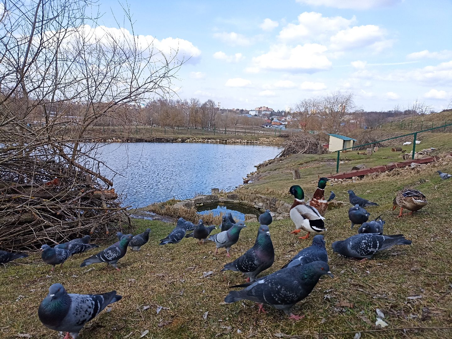 Серпухов, Подмосковье, утки, карпы, парк, монастырь, весна