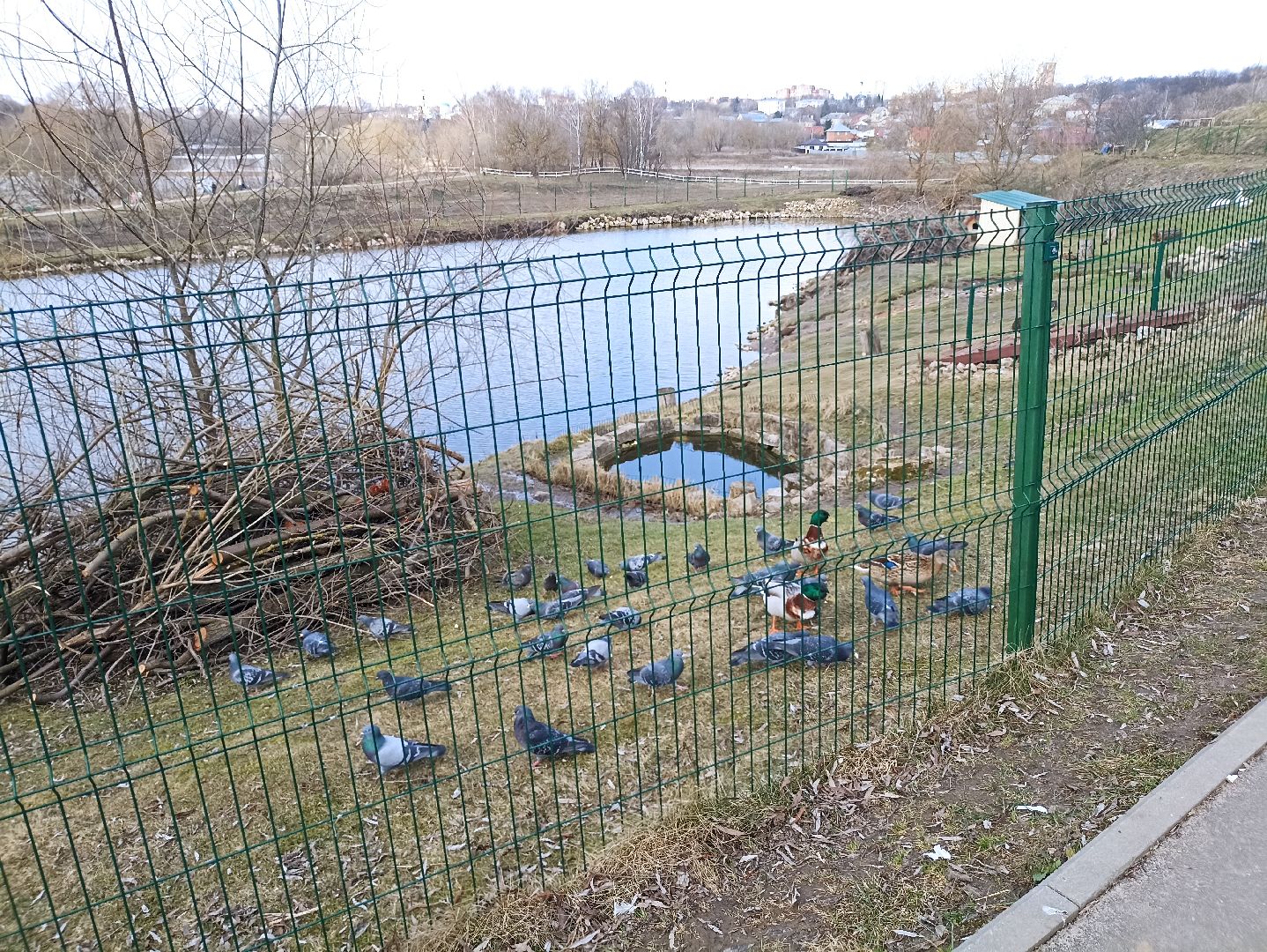 Серпухов, Подмосковье, утки, карпы, парк, монастырь, весна