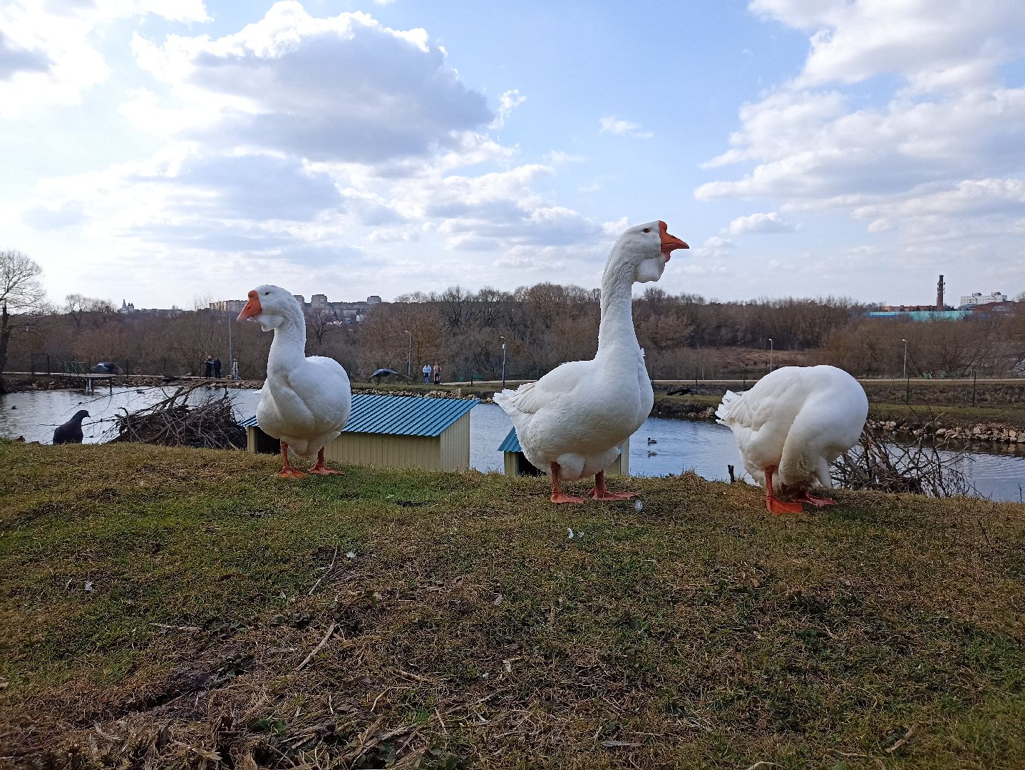Серпухов, Подмосковье, утки, карпы, парк, монастырь, весна