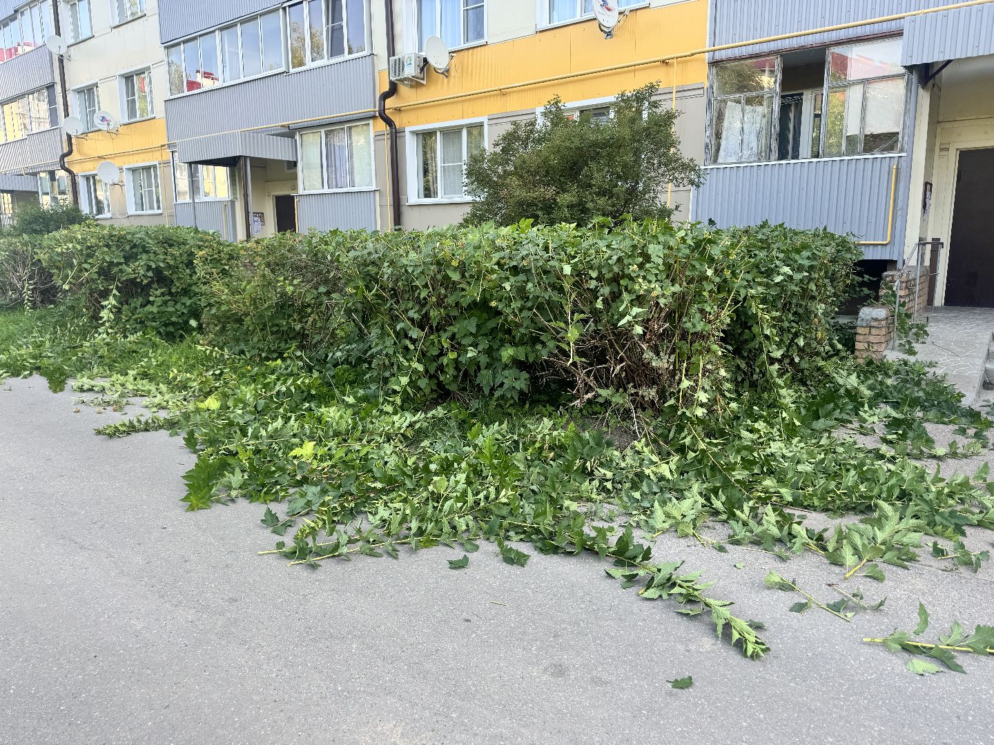 шаховская, коммунальная служба, обрезка кустов,