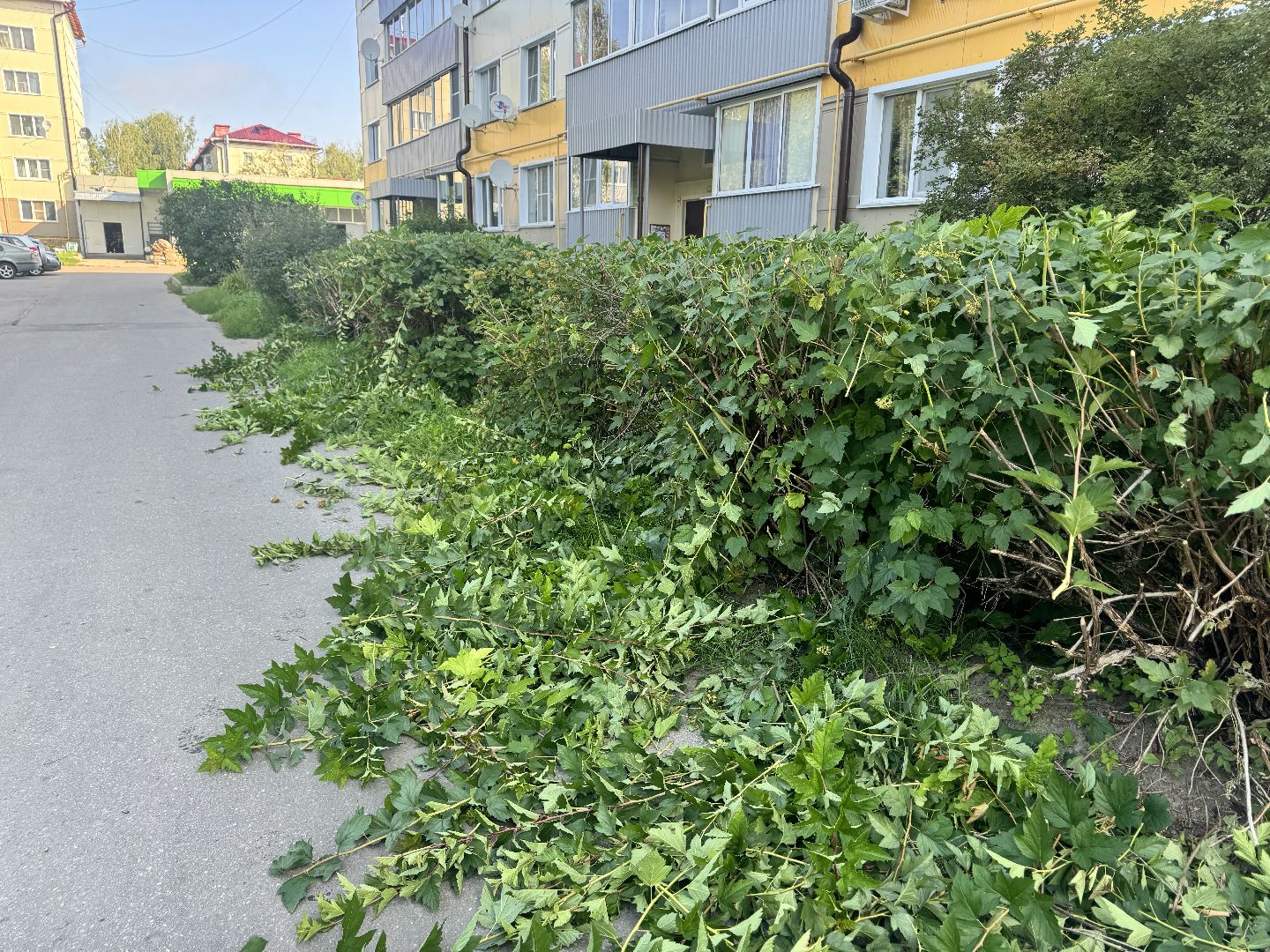 шаховская, коммунальная служба, обрезка кустов,