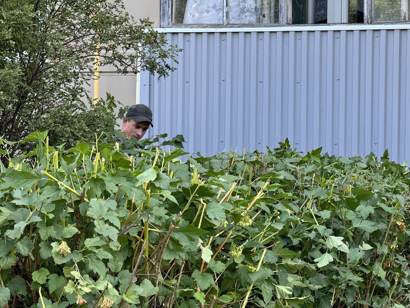 шаховская, коммунальная служба, обрезка кустов,