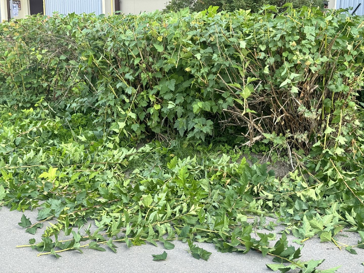 шаховская, коммунальная служба, обрезка кустов,