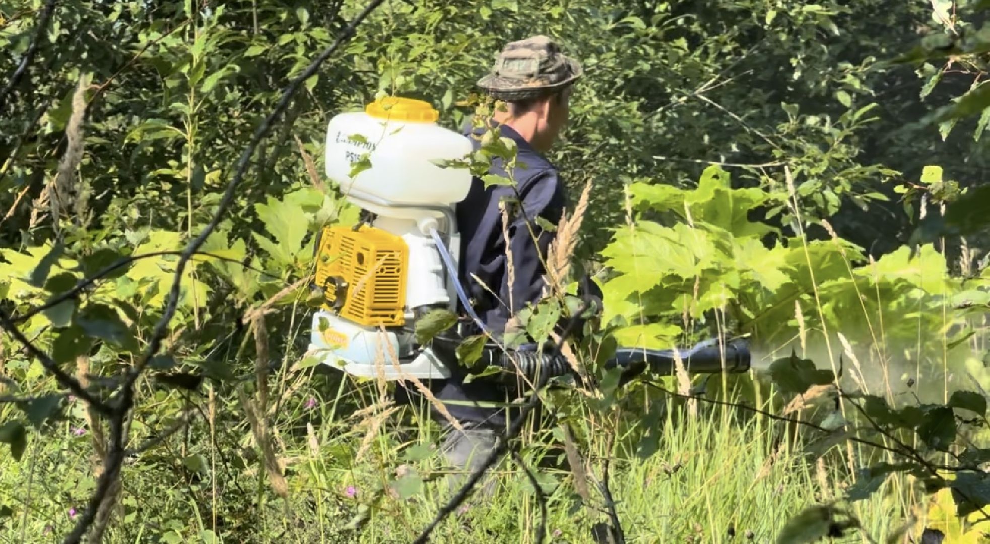 шаховская, борщевик, борщевик сосновского, обработка от борщевика, коммунальная служба,