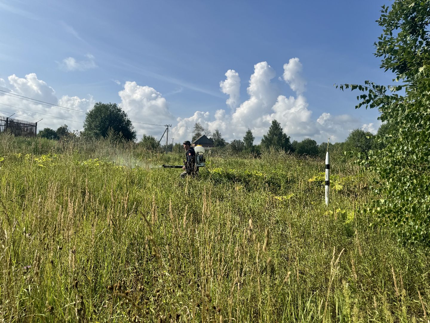 шаховская, борщевик, борщевик сосновского, обработка от борщевика, коммунальная служба,