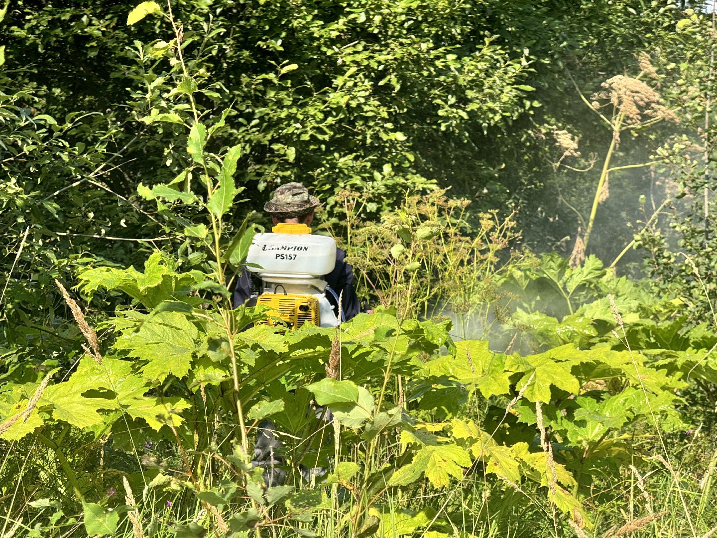 шаховская, борщевик, борщевик сосновского, обработка от борщевика, коммунальная служба,