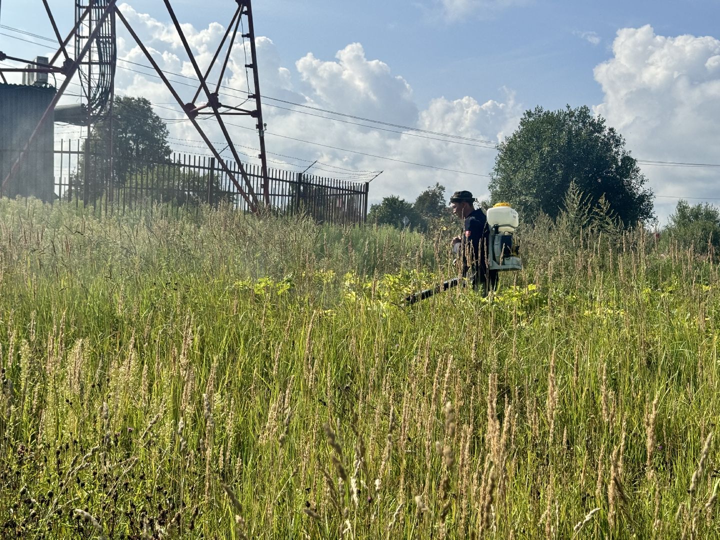 шаховская, борщевик, борщевик сосновского, обработка от борщевика, коммунальная служба,