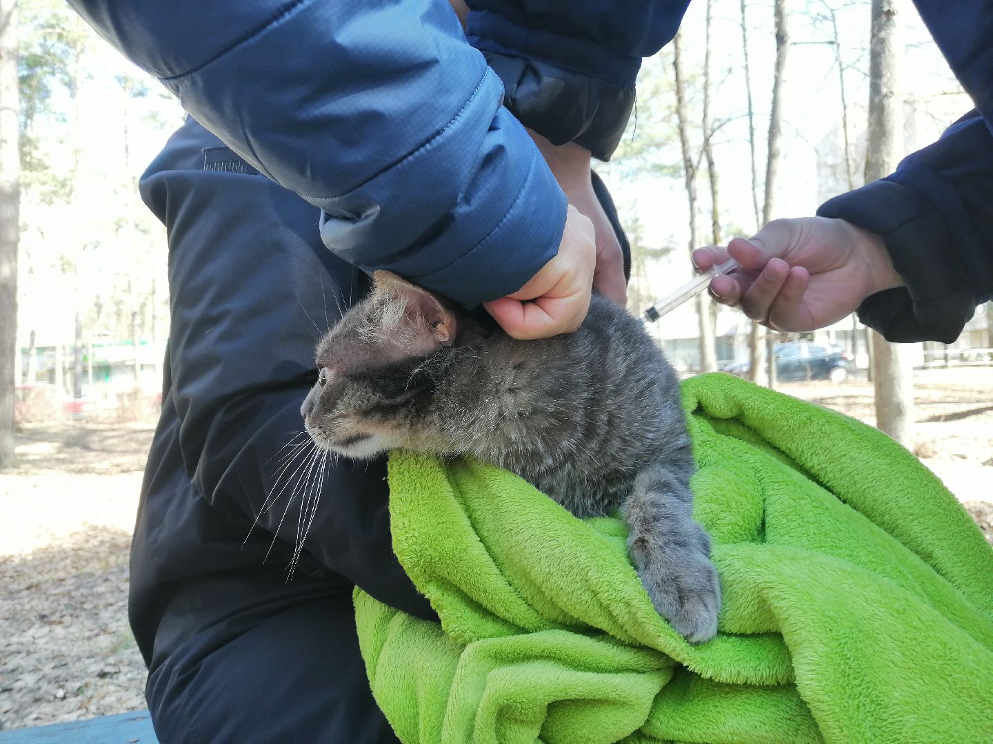 Протвино, вакцинация, бешенство, домашние животные, забота
