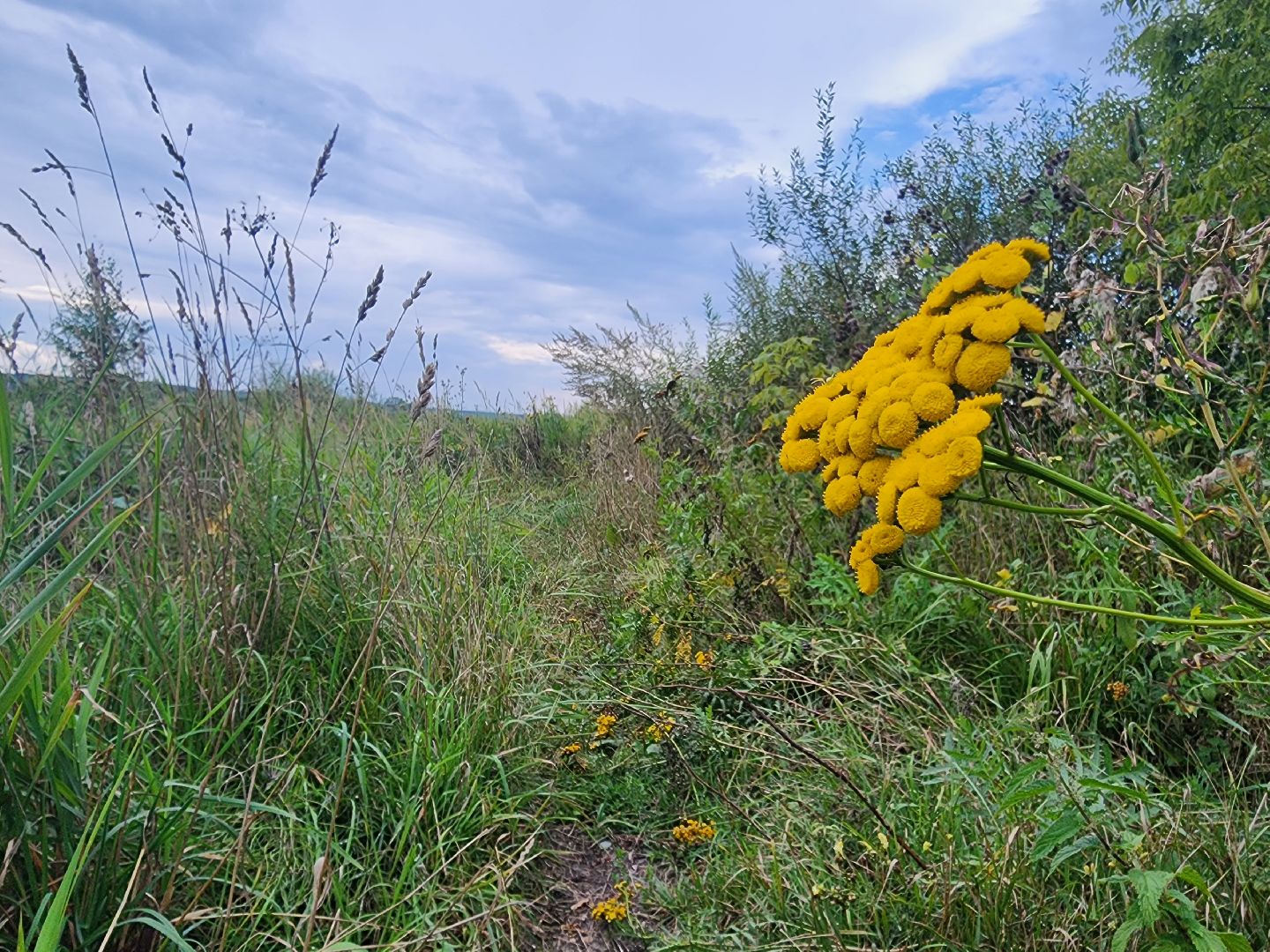Коломна, Озеры, благоуйстройство, зона отдыха, формирование комфортной городской среды,