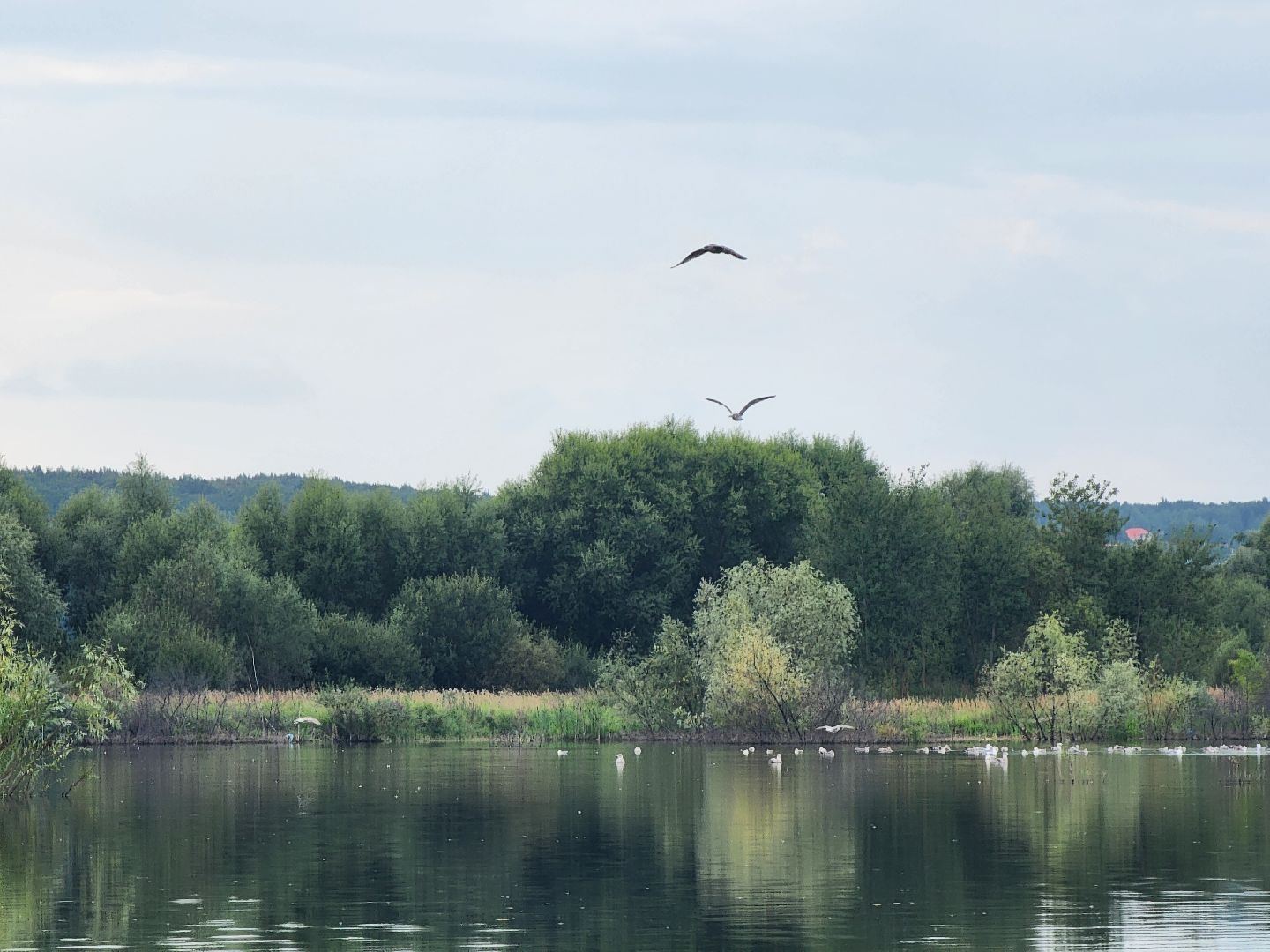 Коломна, Озеры, благоуйстройство, зона отдыха, формирование комфортной городской среды,