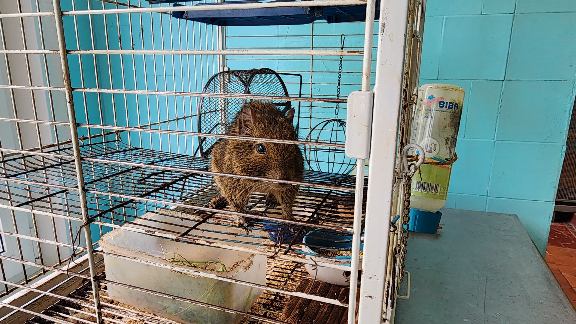 кашира, трудовой лагерь, летние каникулы, детский экологический центр, уход за животными,