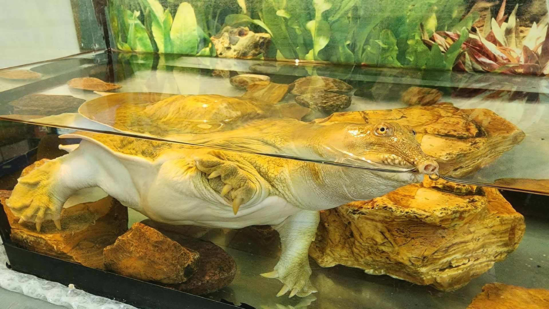 кашира, трудовой лагерь, летние каникулы, детский экологический центр, уход за животными,