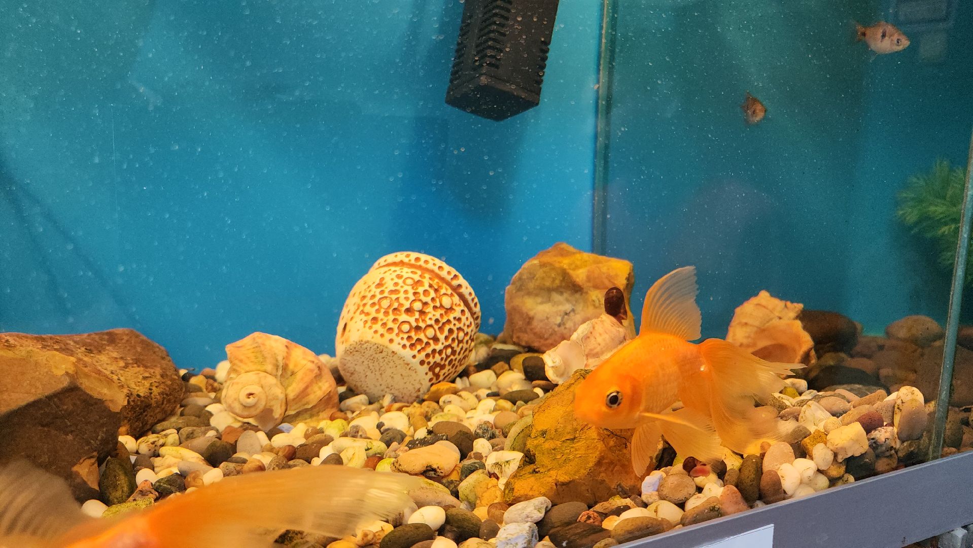 кашира, трудовой лагерь, летние каникулы, детский экологический центр, уход за животными,