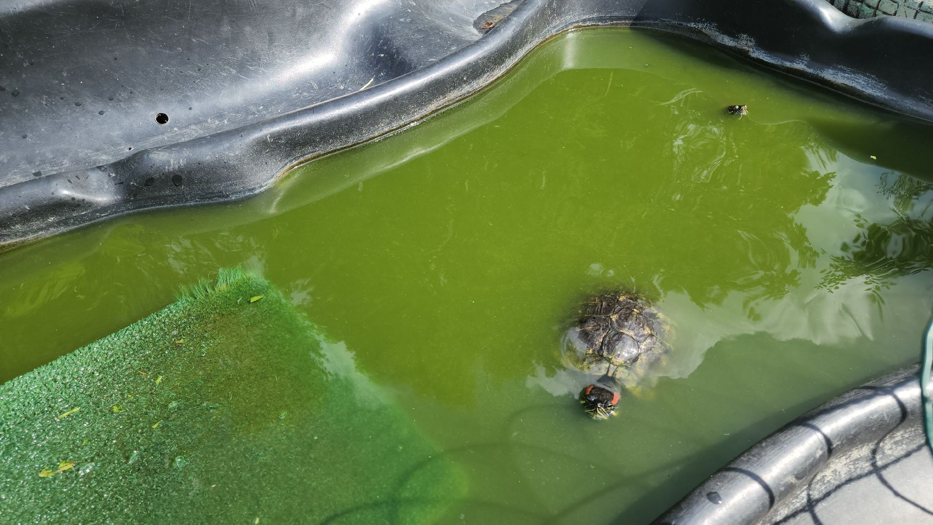 кашира, трудовой лагерь, летние каникулы, детский экологический центр, уход за животными,