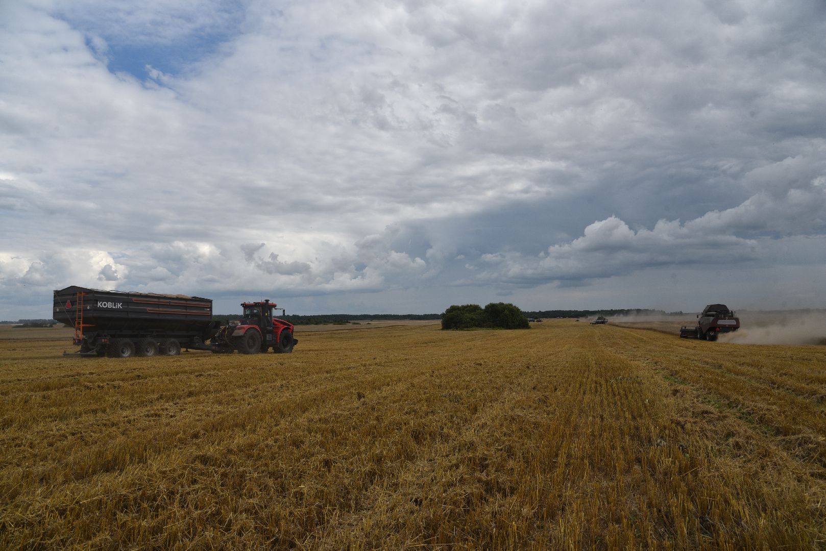 лотошино, сельское хозяйство, пшеница, урожай,