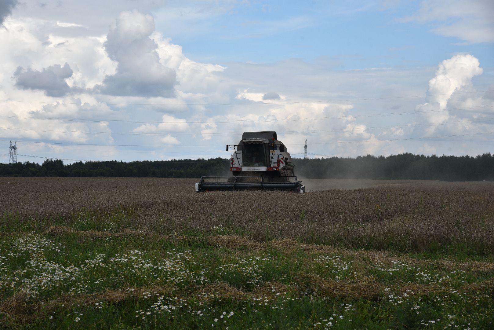лотошино, сельское хозяйство, пшеница, урожай,