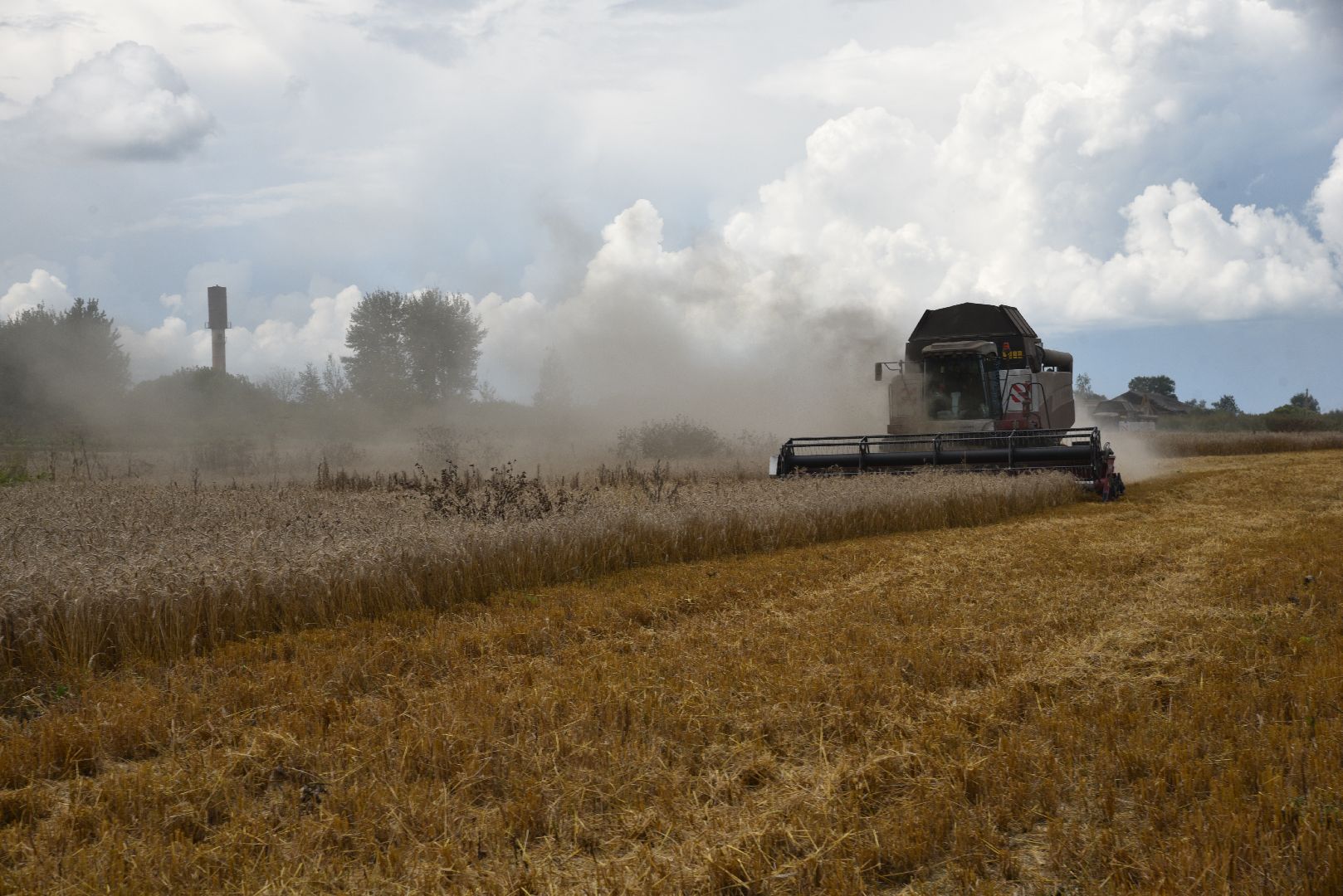 лотошино, сельское хозяйство, пшеница, урожай,