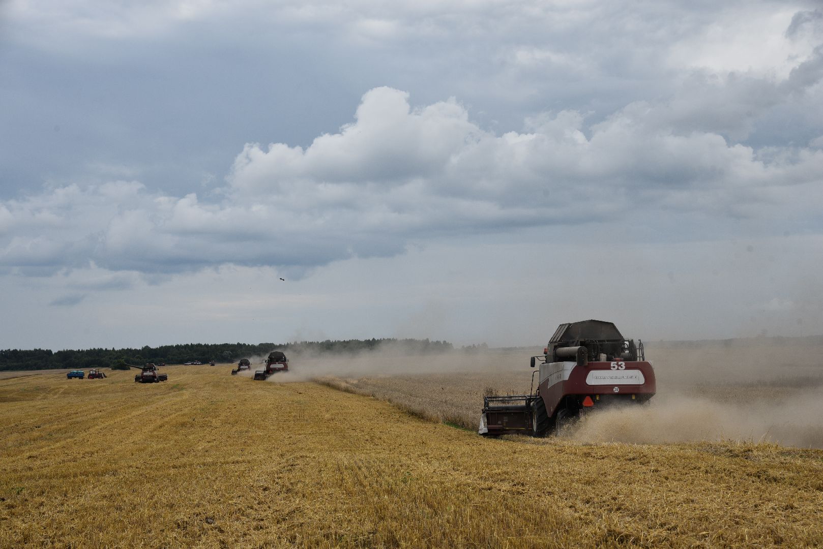 лотошино, сельское хозяйство, пшеница, урожай,
