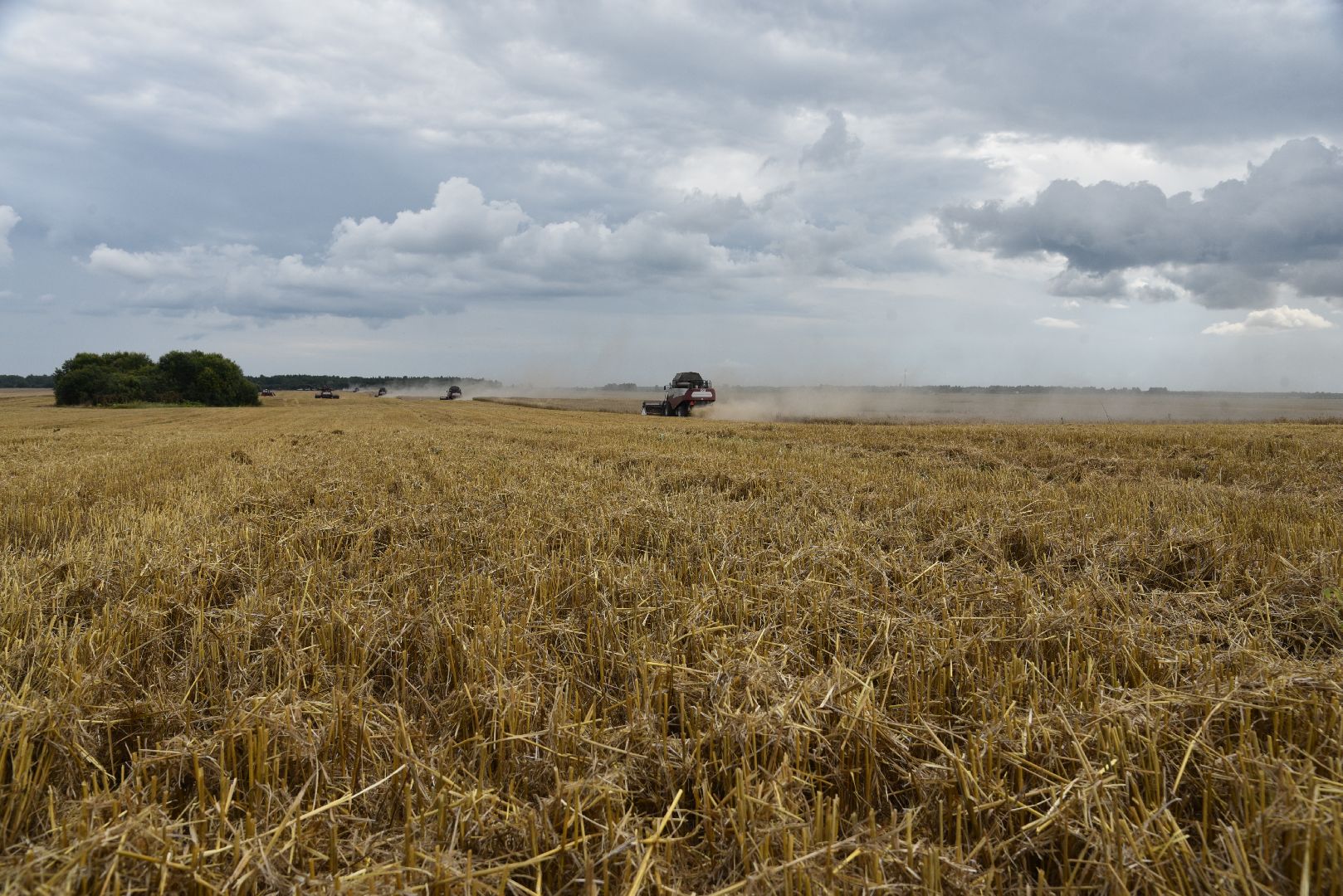лотошино, сельское хозяйство, пшеница, урожай,