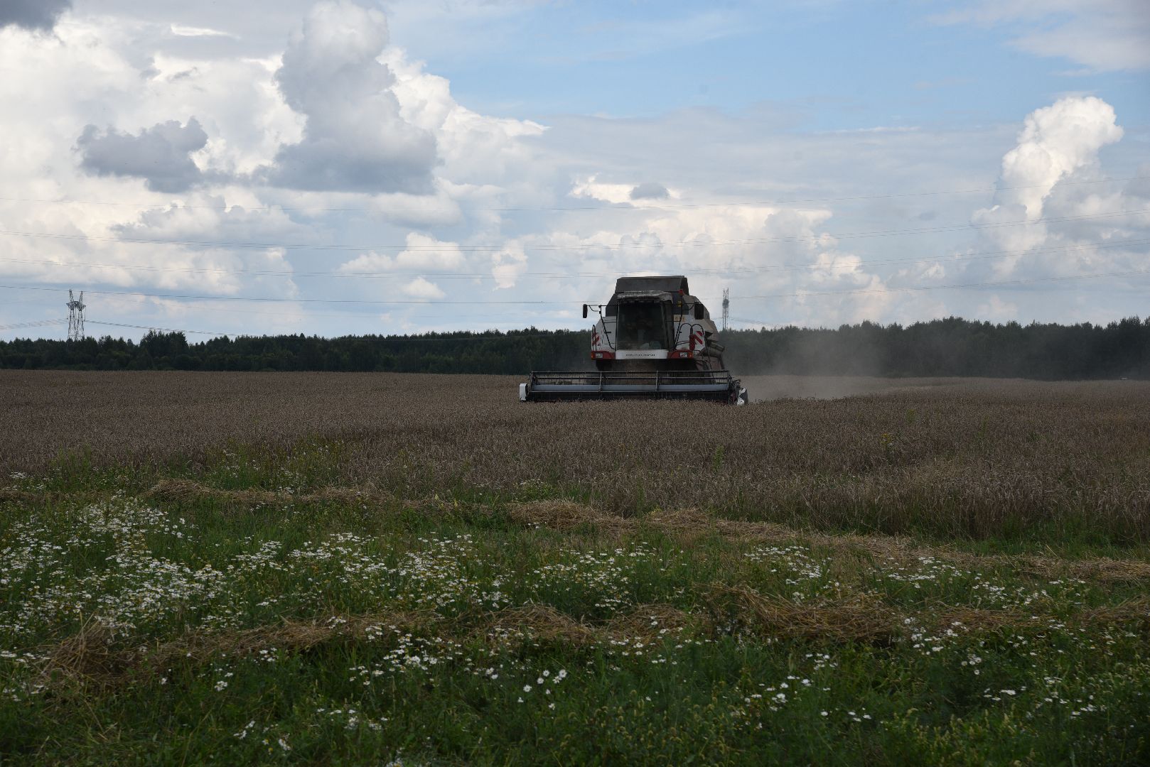 лотошино, сельское хозяйство, пшеница, урожай,