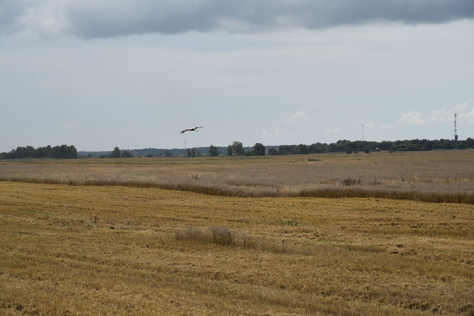 лотошино, сельское хозяйство, пшеница, урожай,