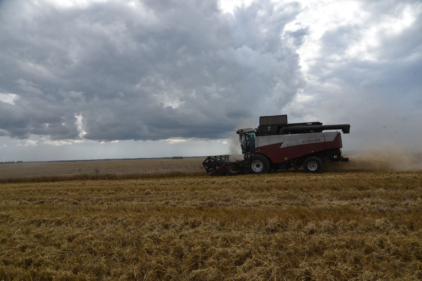 лотошино, сельское хозяйство, пшеница, урожай,