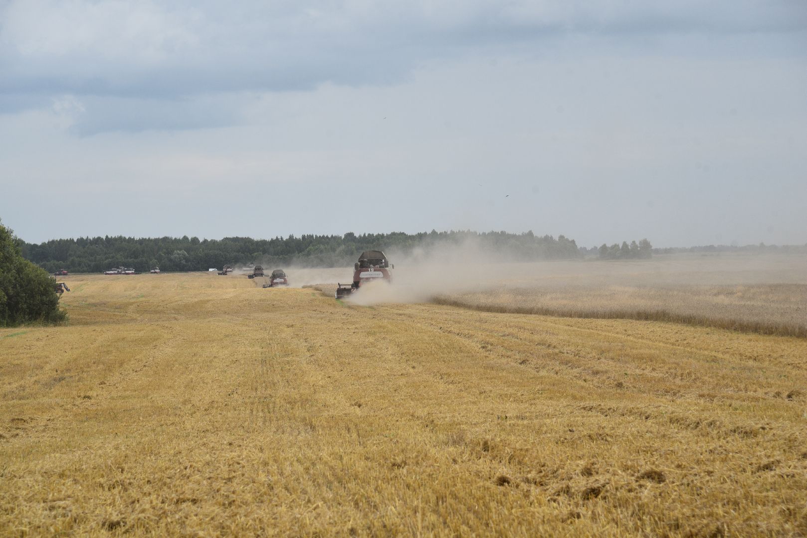 лотошино, сельское хозяйство, пшеница, урожай,