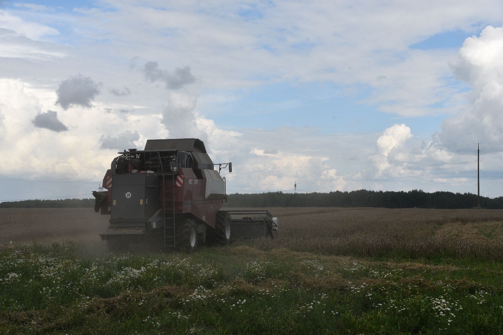 лотошино, сельское хозяйство, пшеница, урожай,
