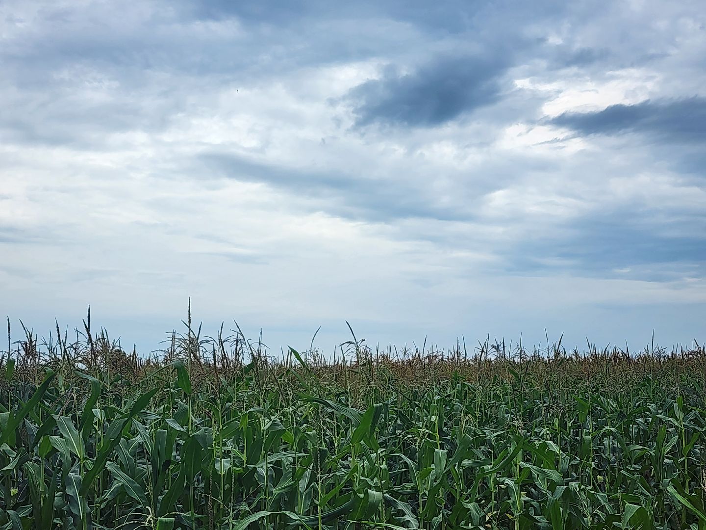 фильм, Ожогино, культура, кино,