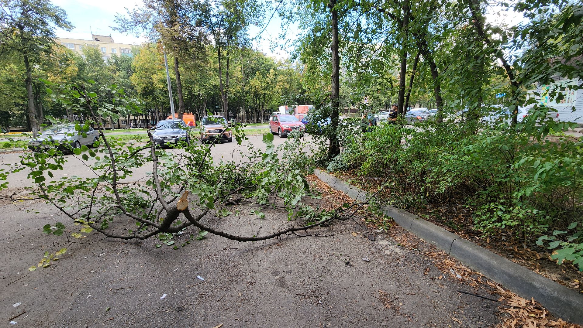 обрезка деревьев, пушкино, благоустройство, коммунальная служба,