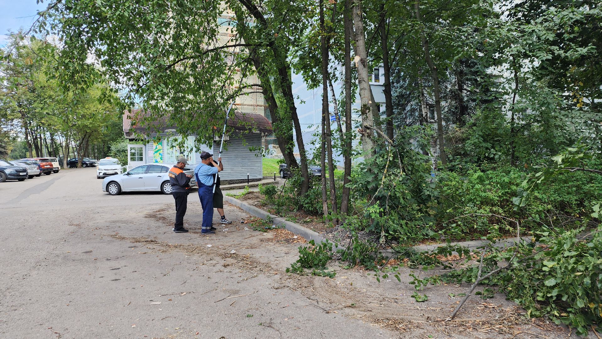 обрезка деревьев, пушкино, благоустройство, коммунальная служба,