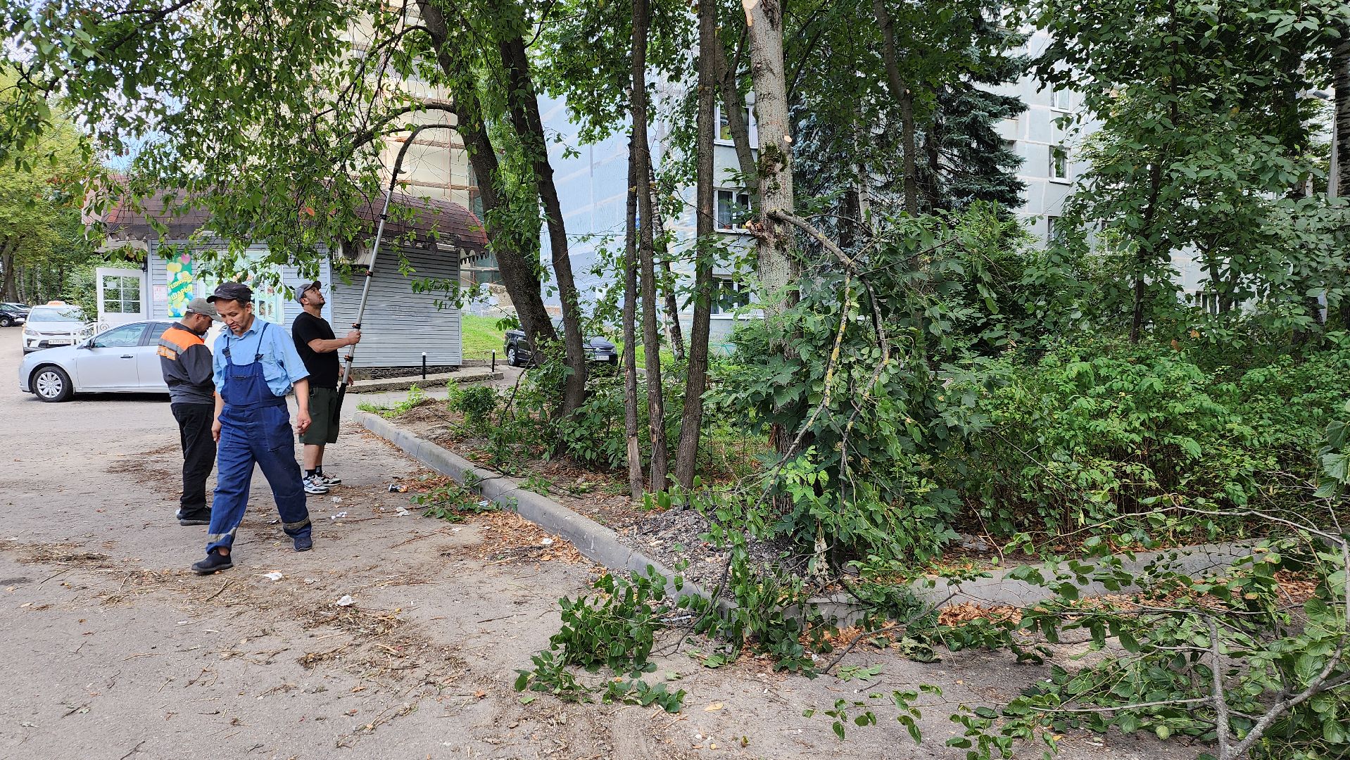 обрезка деревьев, пушкино, благоустройство, коммунальная служба,