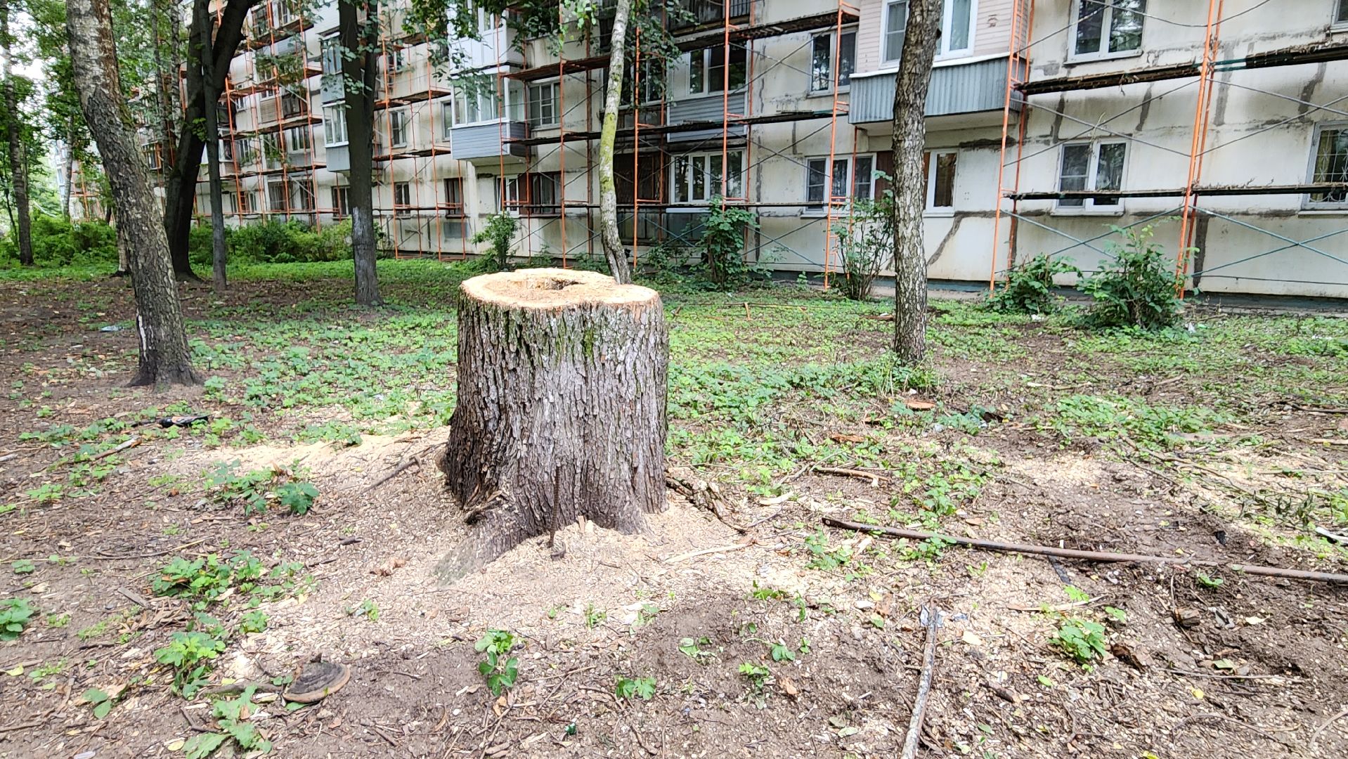 обрезка деревьев, пушкино, благоустройство, коммунальная служба,