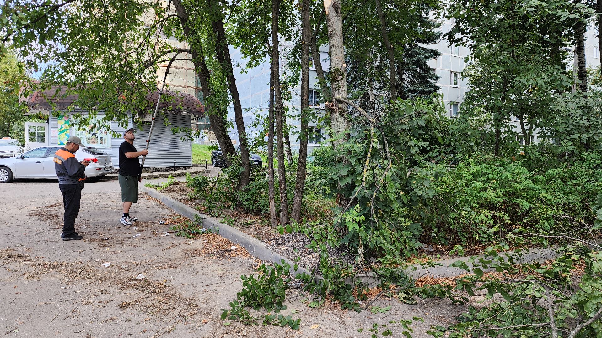 обрезка деревьев, пушкино, благоустройство, коммунальная служба,