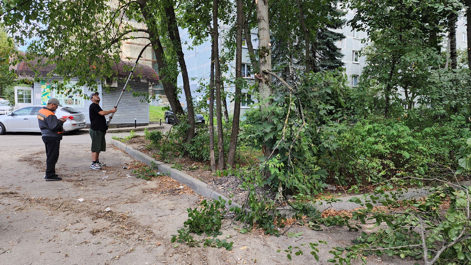 обрезка деревьев, пушкино, благоустройство, коммунальная служба,