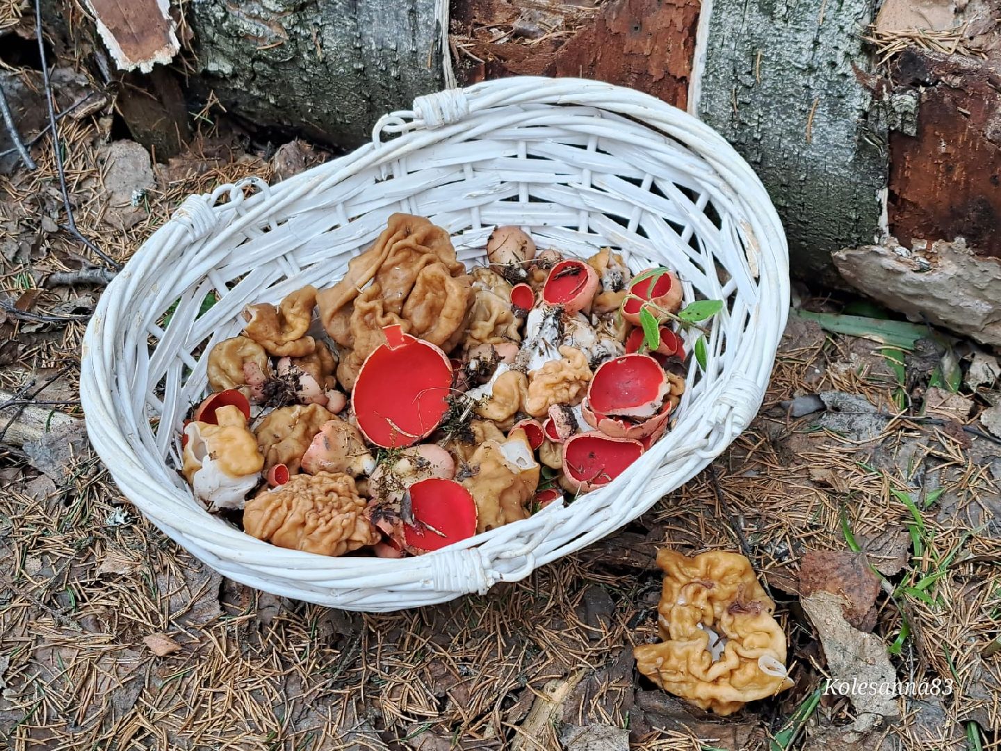 Грибы, Звенигород, Строчки, Саркосцифы