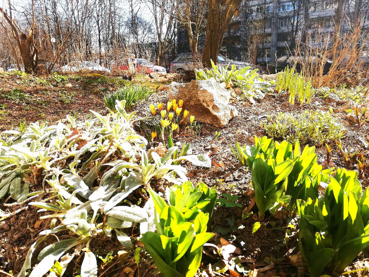 цветы, весна, перемены, Протвино, крокусы