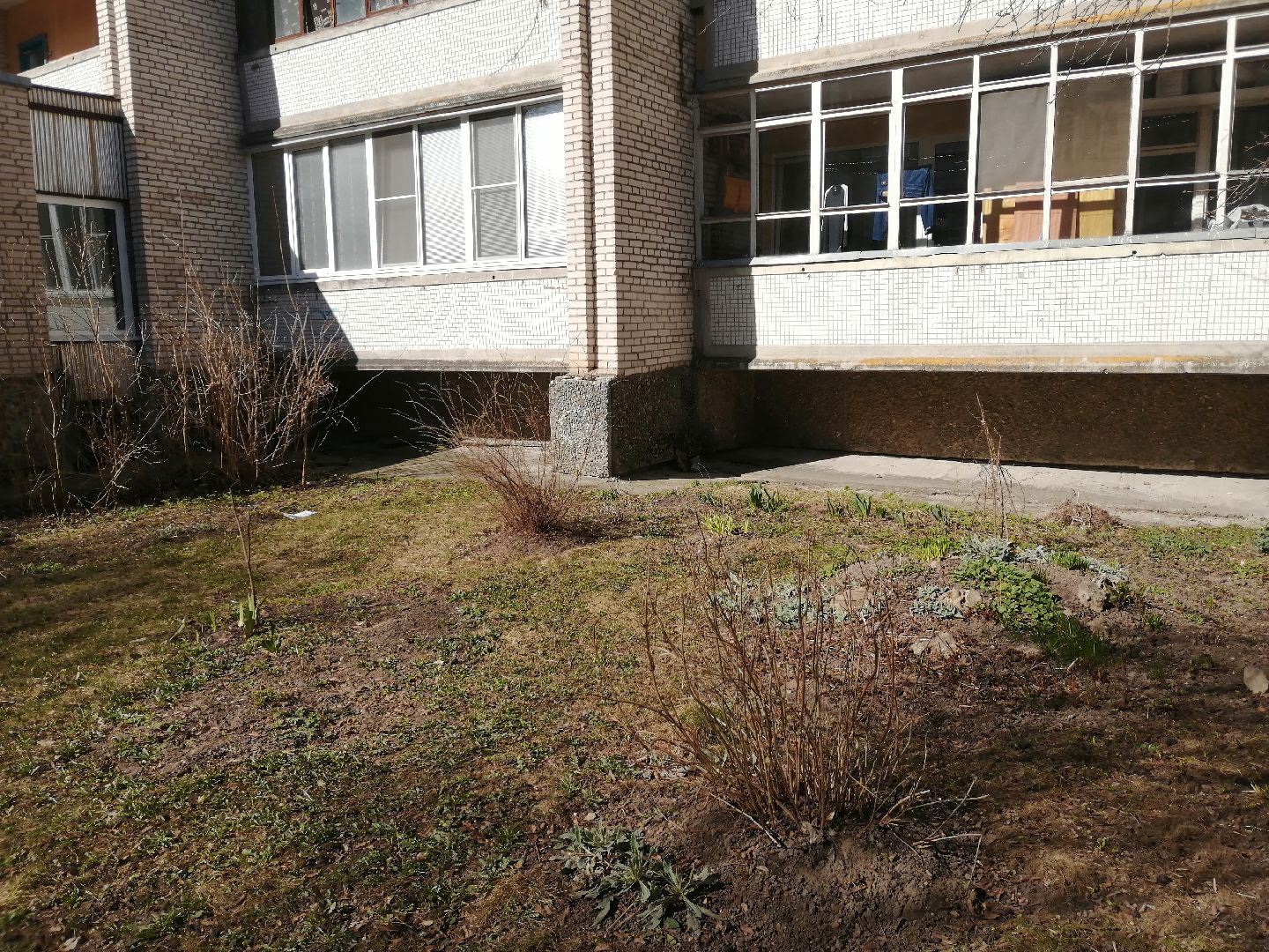 цветы, весна, перемены, Протвино, крокусы