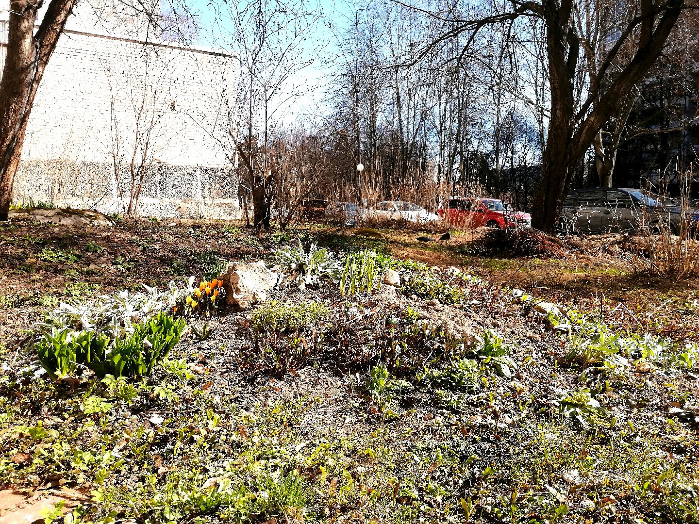 цветы, весна, перемены, Протвино, крокусы