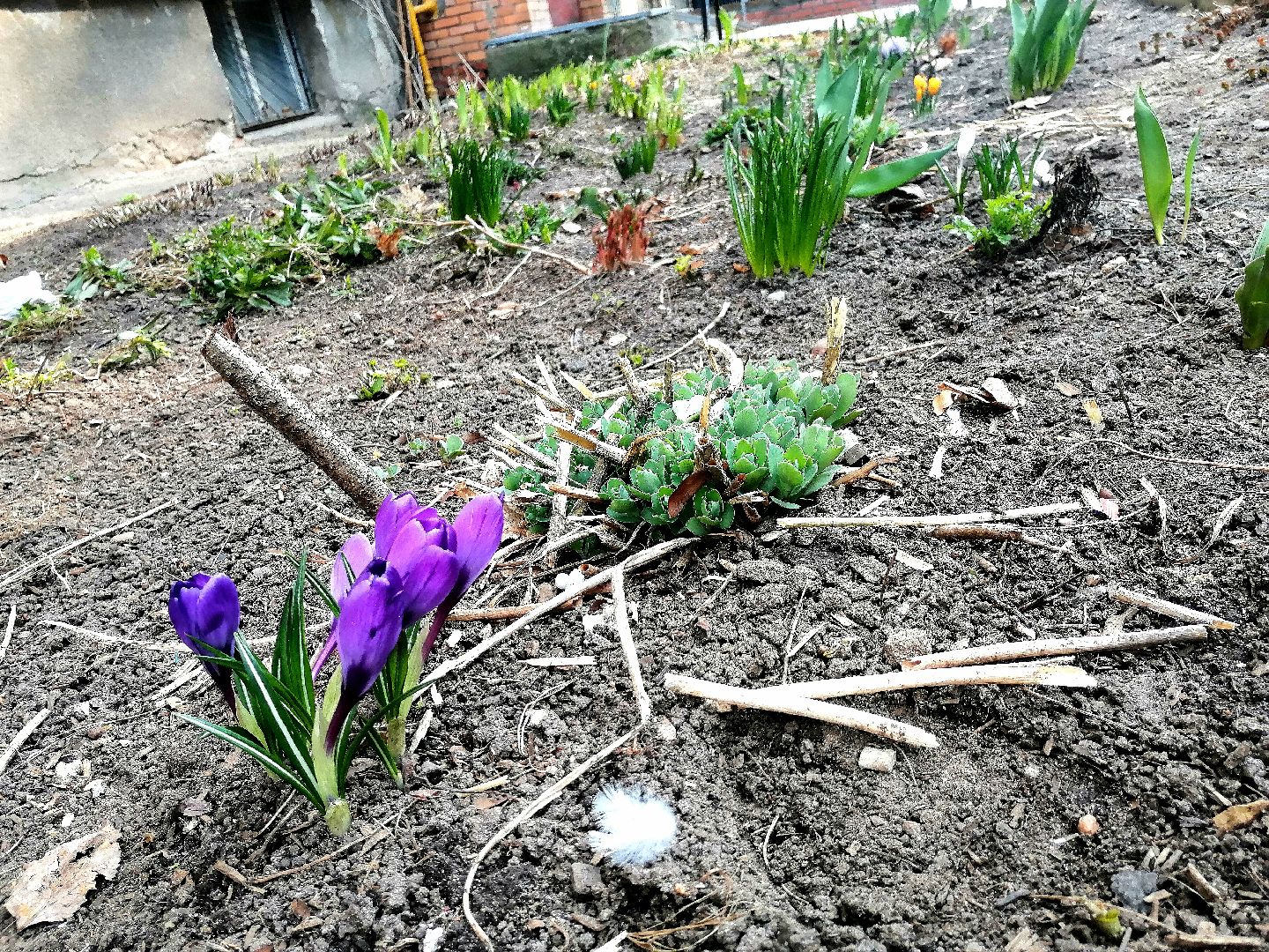 цветы, весна, перемены, Протвино, крокусы