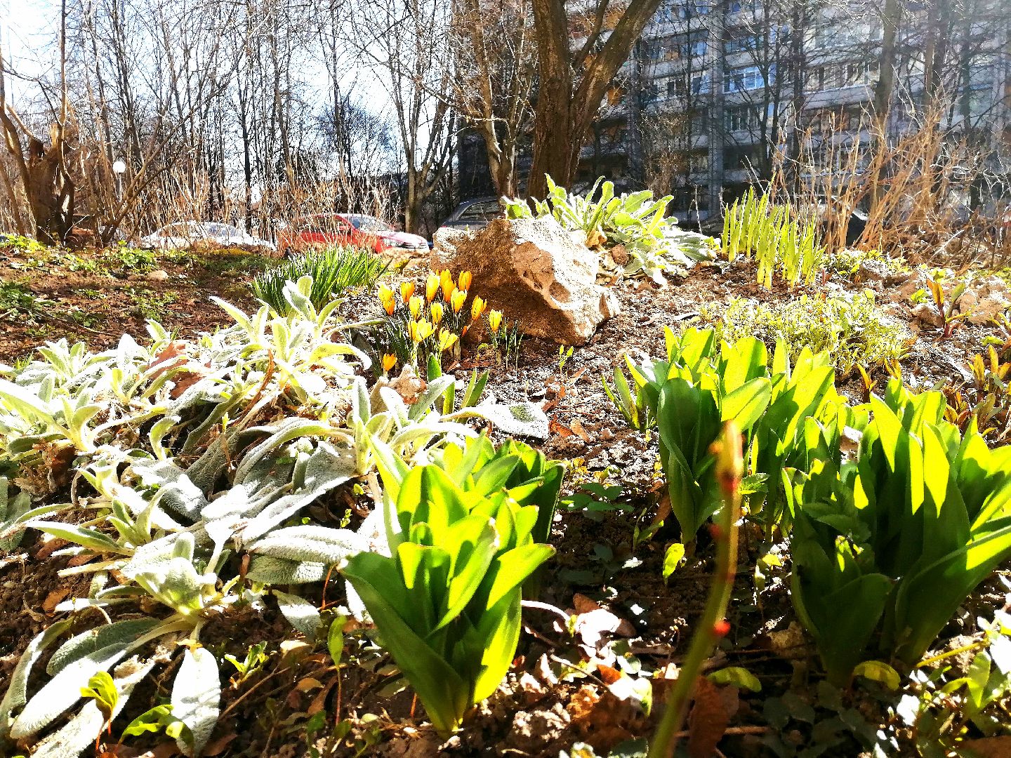 цветы, весна, перемены, Протвино, крокусы