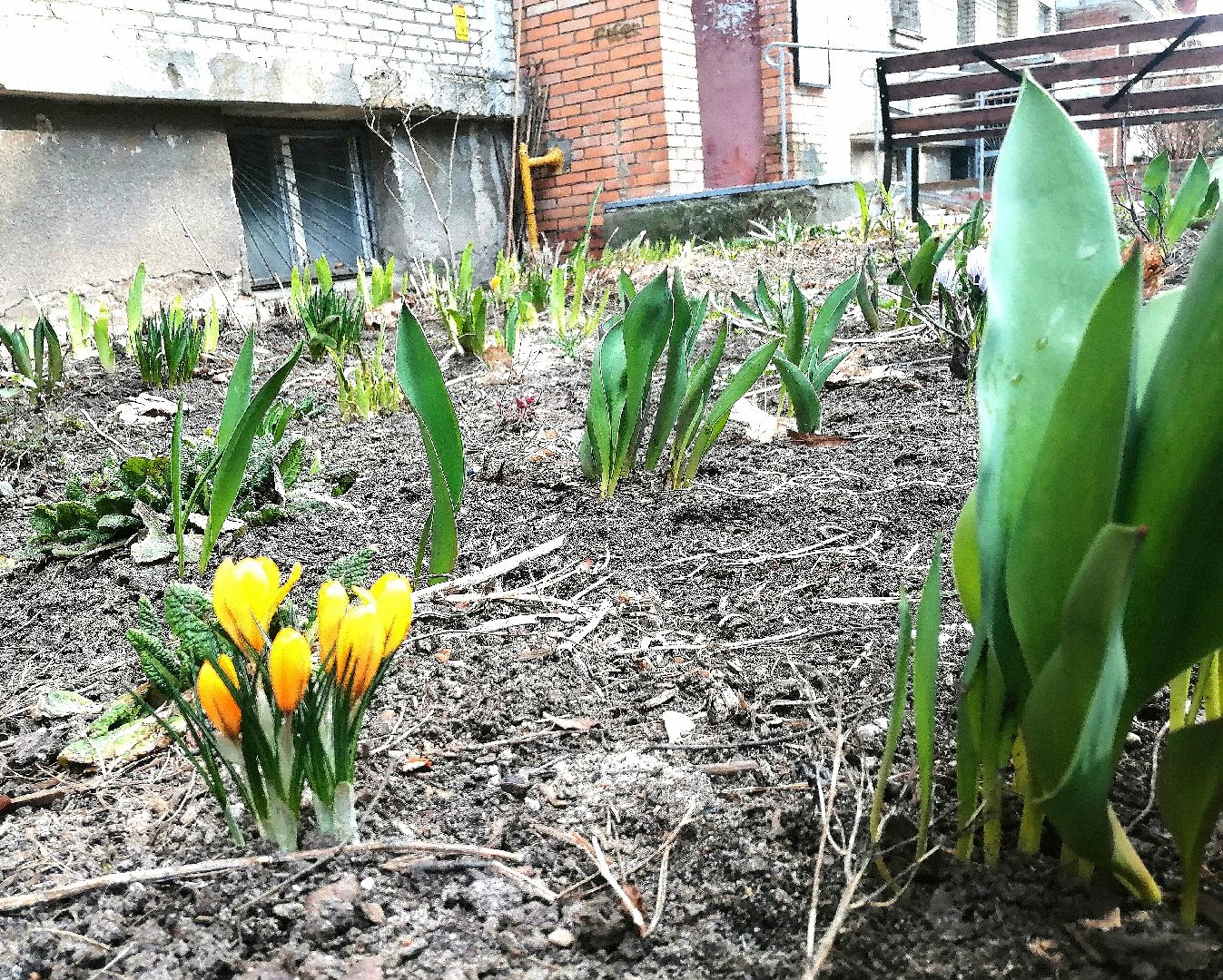 цветы, весна, перемены, Протвино, крокусы