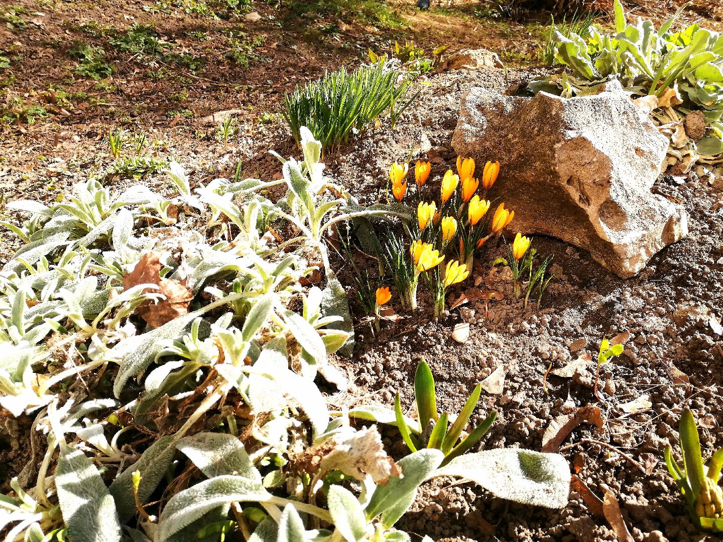 цветы, весна, перемены, Протвино, крокусы