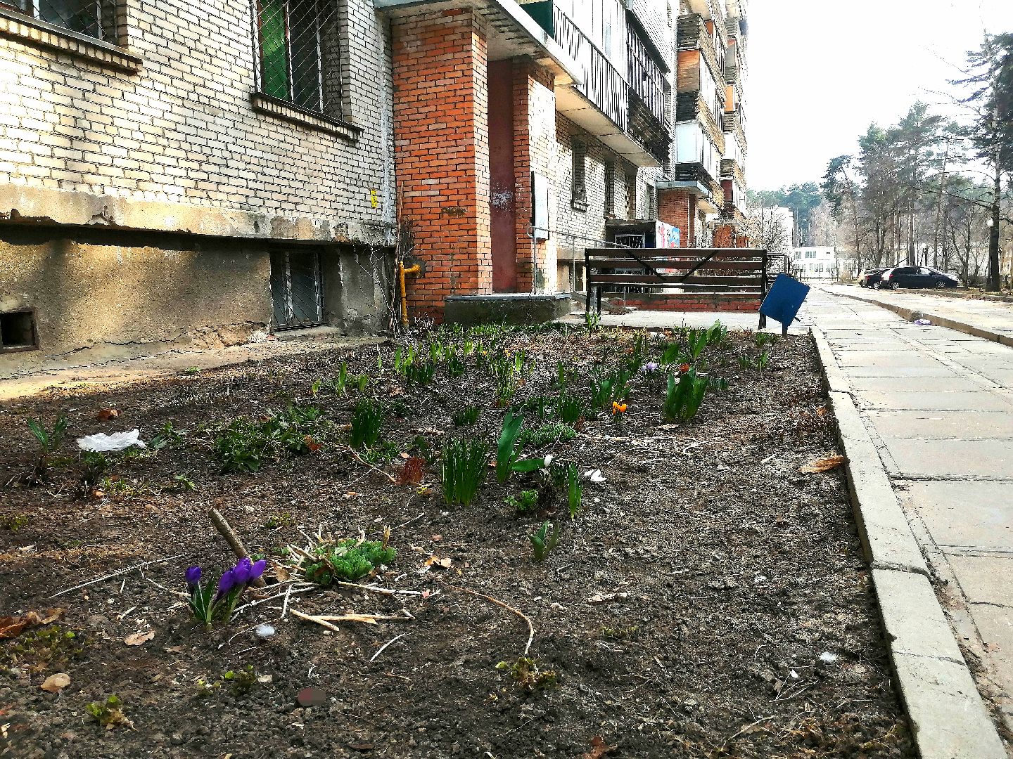 цветы, весна, перемены, Протвино, крокусы